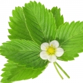 برگ توت فرنگی Strawberry Leaf